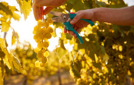 Crop farmer cutting grapes from vineの写真素材