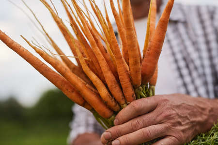 Mature farmer wit bunch of carrots in countryside