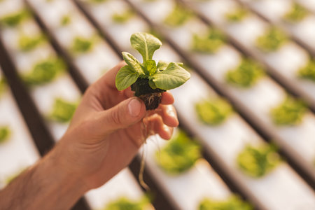 Crop farmer showing small sproutの写真素材