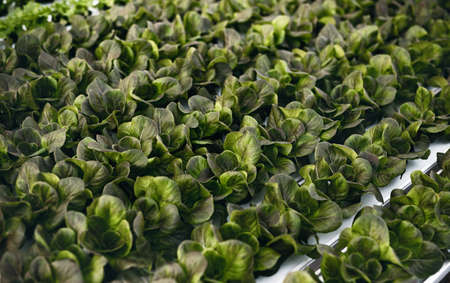 Green lettuce growing in hothouseの写真素材