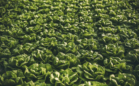 Green lettuce growing in garden in daylightの写真素材