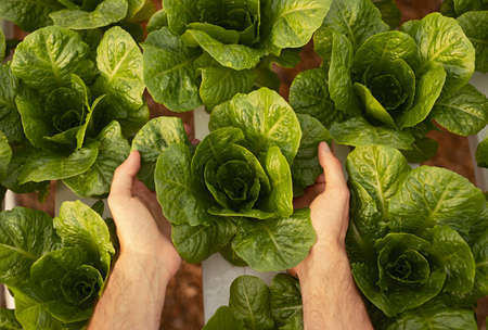 Crop gardener with green lettuce