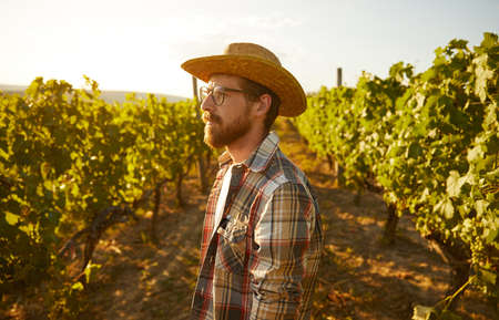 Famer in vineyard in sunset