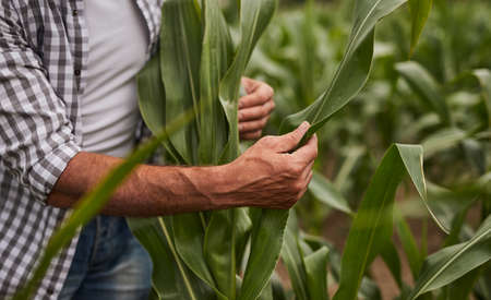 Crop farmer checking leaves of corn