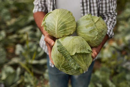 Farmer with green cabbages in gardenの写真素材