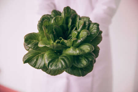 Scientist with bunch of fresh lettuce in labの写真素材