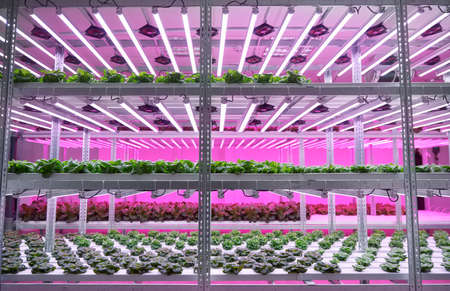 Hydroponic shelves with various plants