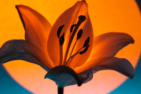 Lily flower under neon light