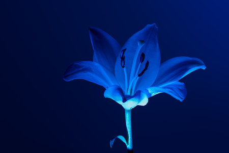 Lily flower under blue neon lightの写真素材