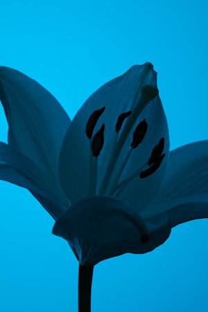 Lily under blue neon lightの写真素材