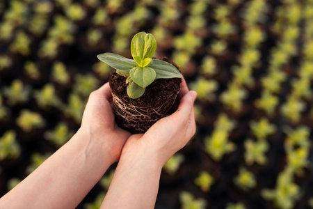Crop woman showing uprooted plant
