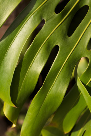 Closeup of green monstera leaf in sunlightの写真素材