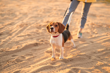 Beagle Dog Walking on Sandy Trail During Sunsetの写真素材