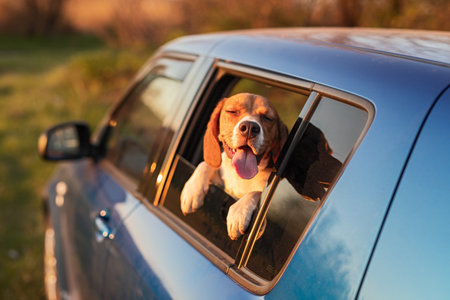 Happy Dog Enjoying the Breeze with Open Car Window on a Sunny Dayの写真素材