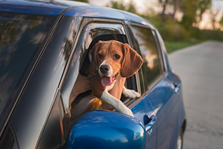 Happy Beagle Dog in a Car Enjoying an Outdoor Adventure at Sunsetの写真素材