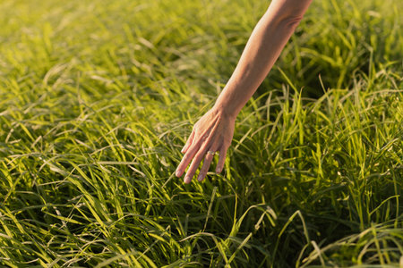Gentle Touch of Hand on Lush Green Grass in Sunlightの写真素材
