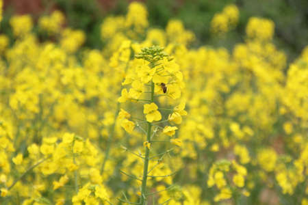 Canola flowers