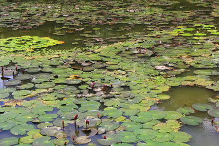 plants at lakes の写真素材