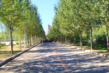 Road under the shadeの写真素材