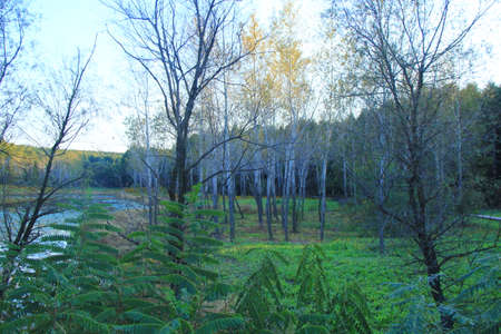 Forestの写真素材