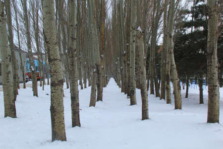 Winter woodsの写真素材
