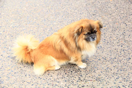 Road dogの写真素材