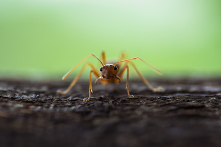 Ants are insects of the family Formicidae ants are found everywhere except Antarctica is covered with ice throughout the year. Ants are social animals capable of demands. And a very interesting behavior.の写真素材
