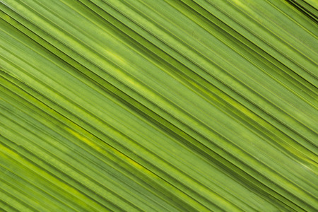 Leaf backgroundの写真素材