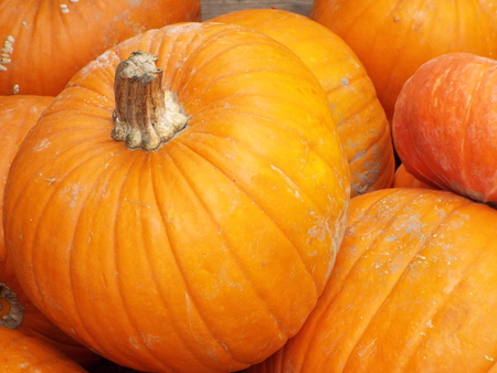 Pumpkins on displayの写真素材
