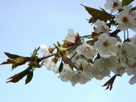 Apple blossom in South Tyrol - branch with apple blossoms against a blue skyの写真素材