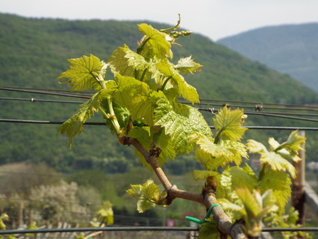 Vines in spring - sprouting vines in front of mountains in the backgroundの写真素材
