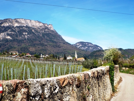 Overlooking Caldaro village, in the foreground vines behind an enclosure, in the background of the Penegal summit, KalternCaldaro, Italy April 2015のeditorial素材