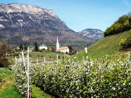 Overlooking Caldaro village, in the foreground blooming apple box, in the background is the Penegal Summit, Caldaro Caldaro, Italy April 2015のeditorial素材