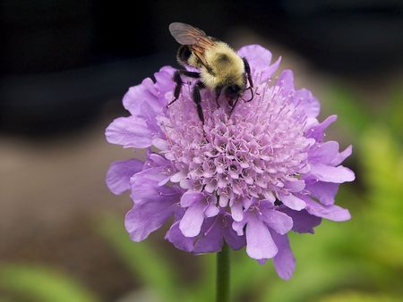 Bee On Pincushion Flowerの写真素材