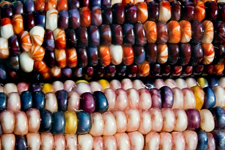 Indian Corn or Maizeの写真素材