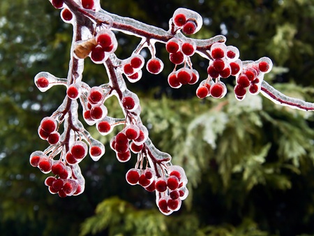 Icy Red Crab Apples