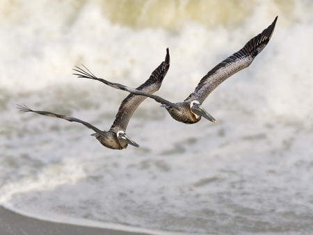 Pelican Surfの写真素材