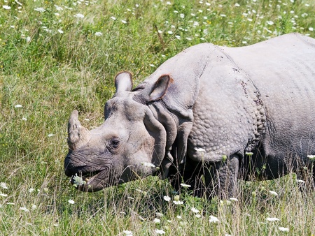Greater One-Horned Asian Rhino  Rhinoceros unicornis  or Indian Rhinoの写真素材