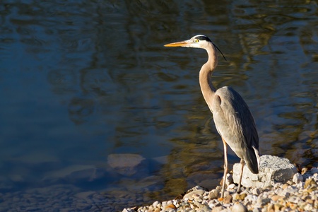 Great Blue HEron Fising at Water s Edgeの写真素材