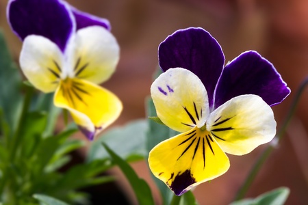 Viola tricolor flower blooming in the spring の写真素材