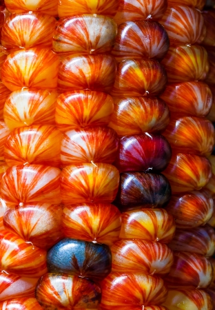Ornamental Indian maize or corn photogrpahed closeの写真素材