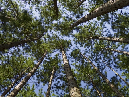 Conifer Canopy