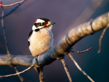 A male downy woodpecker perches on a maple tree limb の写真素材
