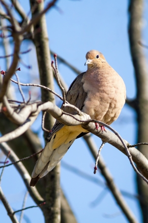 A solitary mourning dove rests in a budding maple tree in midwinterの写真素材
