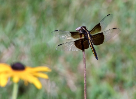 A widow skimmer dragonfly  Libellula luctuosa  perches on a stem with a yellow rudibeckia goldsturm flower in the background の写真素材
