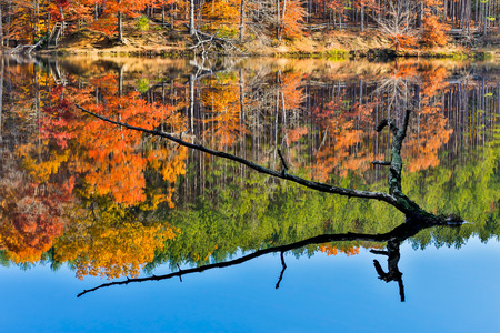 A partially sunken tree branch rises out of a lake reflecting intensely colorful fall foliage  Image captured at Strahl Lake in Indianaの写真素材