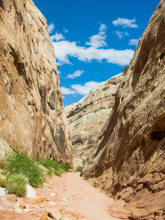 Capitol Gorge is a narrow sandstone canyon in Utahの写真素材