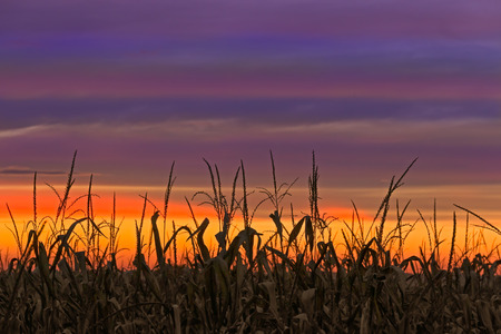 Cornstalks at harvest time are silhouetted by a very colorful sunset sky in Indiana, USA.の写真素材