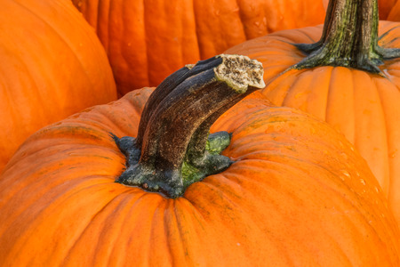 A colorful harvested pumpkin is viewed close.の写真素材