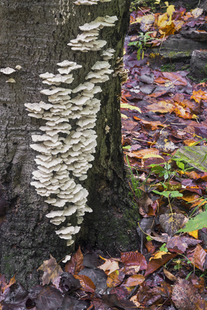 White fungi grow on a tree's trunk with colorful, damp autumn leaves on the ground.の写真素材